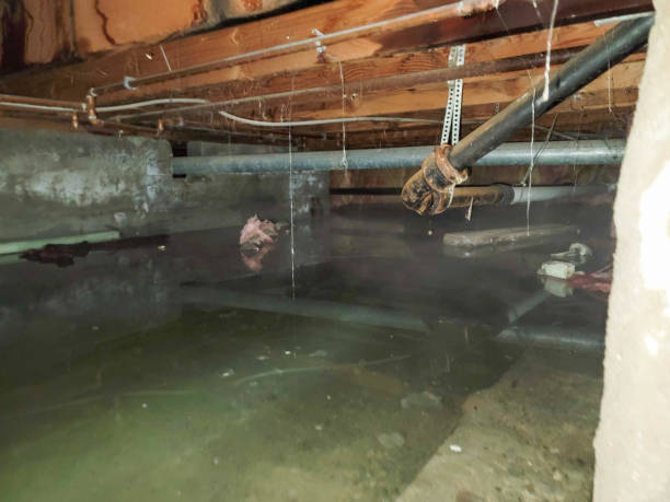 Best 24/7 water damage repair  in Knightstown, IN